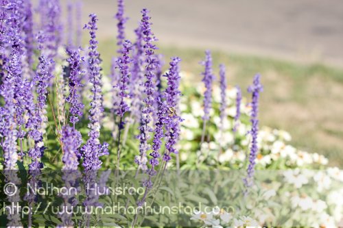 Flowers_2008-08-24_IMG_1546